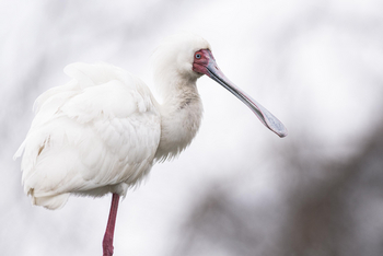 Loldia House: Lake Oloidien