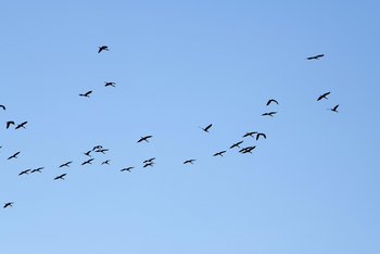 Lolebezi Safari Lodge: Klaffschnabelstörche