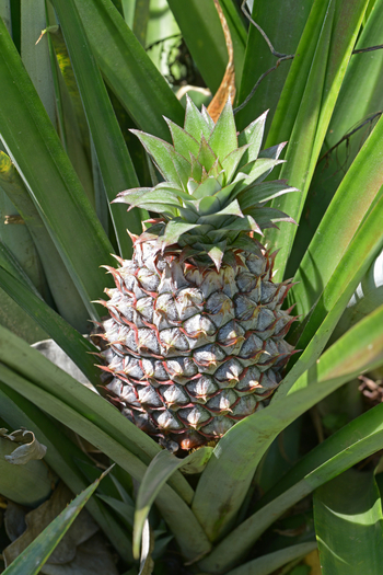 Mahogany Springs Safari Lodge: Ananas