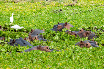 Molori Mashuma: Sieben Hippos