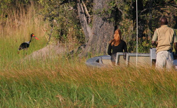 Moremi Crossing: Sattelstorch