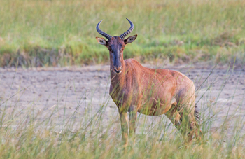 Moremi Game Reserve: Tsessebe