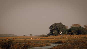 Mukambi Busanga Plains Camp: Panorama