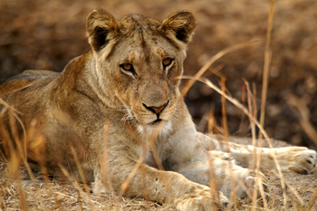 Mukambi Fig Tree Bush Camp: Eine Löwin betrachtet ihre Umgebung