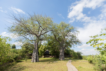 Mvuu Lodge: Baobabs vor der Lodge