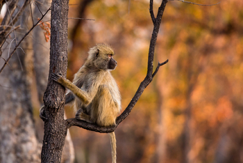 Ntemwa Busanga Bushcamp Ntemwa Busanga Bushcamp: Junger Pavian