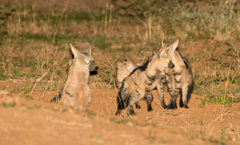 Okonjima Plains Camp: Erdwölfe