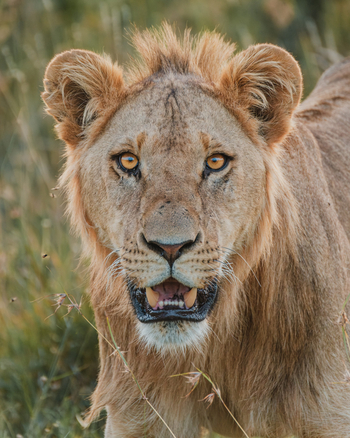 Porini Rhino Camp: Junger Löwe