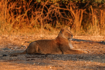 Potato Bush Camp: Löwin