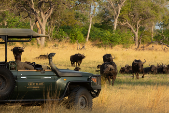 Selinda Explorers Camp Selinda Explorers Camp: Büffel