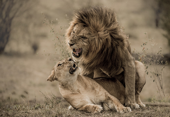 Serian Camps: Löwenpärchen