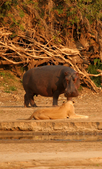 Shenton Safaris: Hippo Hide