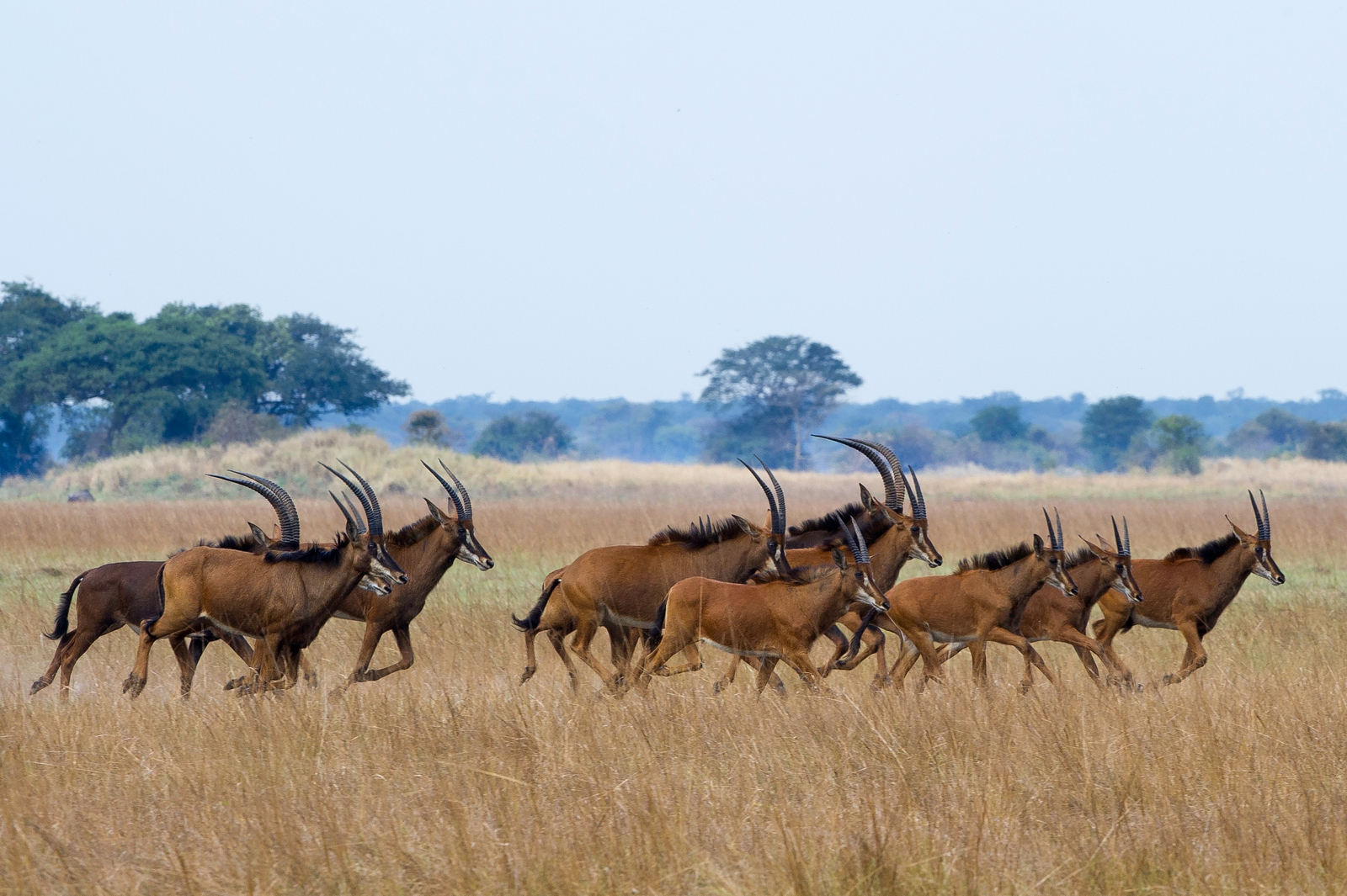 Shumba Camp Shumba Camp: Rappenantilopen