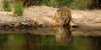Singita Boulders Camp: Löwenreflektion