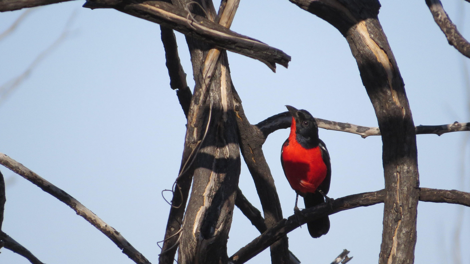 Somalisa Expeditions Camp Somalisa Expeditions Camp: Rotbauchwürger auf Ast