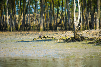 Sunderban Tiger Camp: Große Brachvögel
