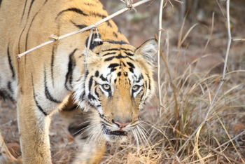 Svasara Jungle Lodge: T1 aka Lara