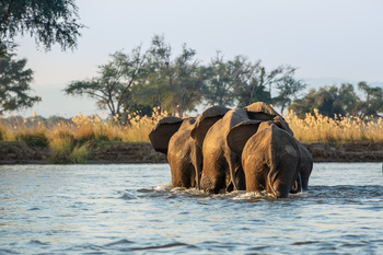 Tembo Plains Camp: Elefantenherde von hinten