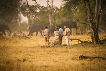 The Hide: Walking Safari mit Elefanten