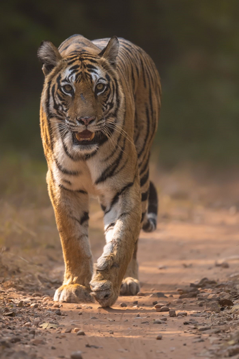 The Untamed Bandhavgarh: Königstiger