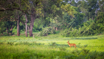 Time + Tide South Luangwa Time + Tide South Luangwa: Pukubock