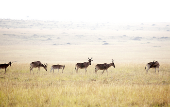 Ubuntu Migration Camp: Leierantilopen