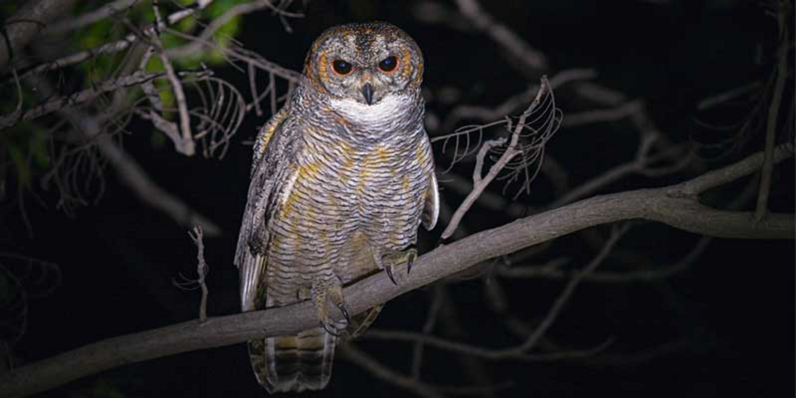Waghoba Eco Lodge Waghoba Eco Lodge: Mottled Wood Owl