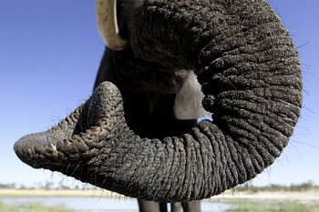 Abu Camp Abu Camp: Elefantenrüssel