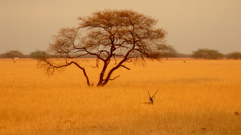Aramness Aramness: Hirschziegenantilope im Gras