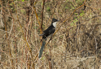 Asiatic Lion Lodge Asiatic Lion Lodge: Pied Cuckoo