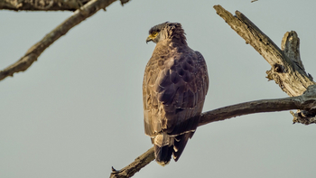 Bagh Villas: Changeable Hawk Eagle