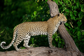 Chitabe Camp: Leopard im Baum