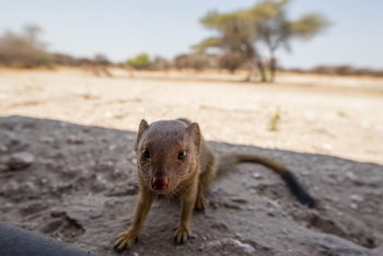 Dinaka Lodge: Putzige Manguste