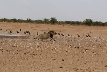 Dolomite Camp: Flüchtender Löwe