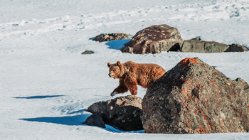Drenmo Lodge Drenmo Lodge: Himalaya-Braunbär