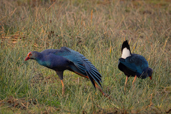 Gallinule