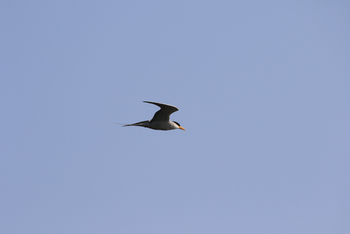 Jawai Jawai: River Tern