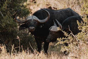 Kwandwe Private Game Reserve: Büffel