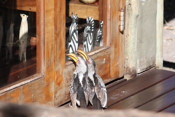 Lagoon Camp Lagoon Camp: Yellow-billed Hornbills