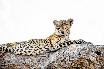 Lebala Camp Lebala Camp: Leopard