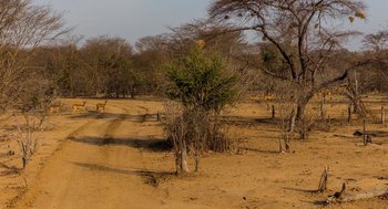 Luambe Camp: Kudus im trockenen Busch