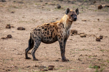 Madikwe Hills Private Game Lodge: Hyäne auf offener Savanne am Nachmittag