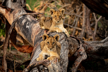 Muddy Teak Camp: Zwei junge Löwen