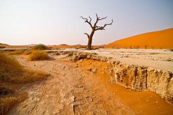 Namib Outpost: Sossusvlei - Ikonisches Baumskelett