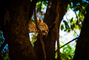 Nokanyana Camp: Leopard