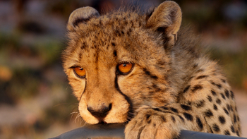 Ntemwa Busanga Bushcamp Ntemwa Busanga Bushcamp: Gepard