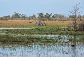 Okavango Explorers Camp Okavango Explorers Camp: Zebra
