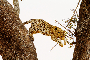 Shinde Lodge Shinde Lodge: Leopard auf Klettertour