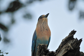 Svasara Jungle Lodge: Indian Roller