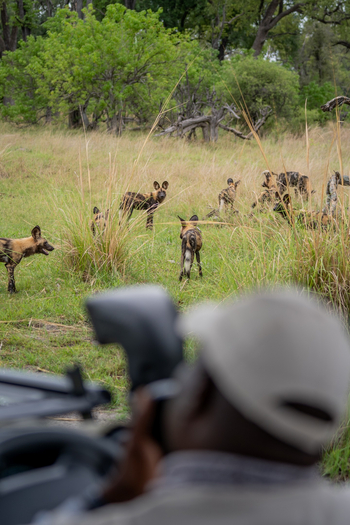 4 Rivers Camp 4 Rivers Camp: Wildhunde